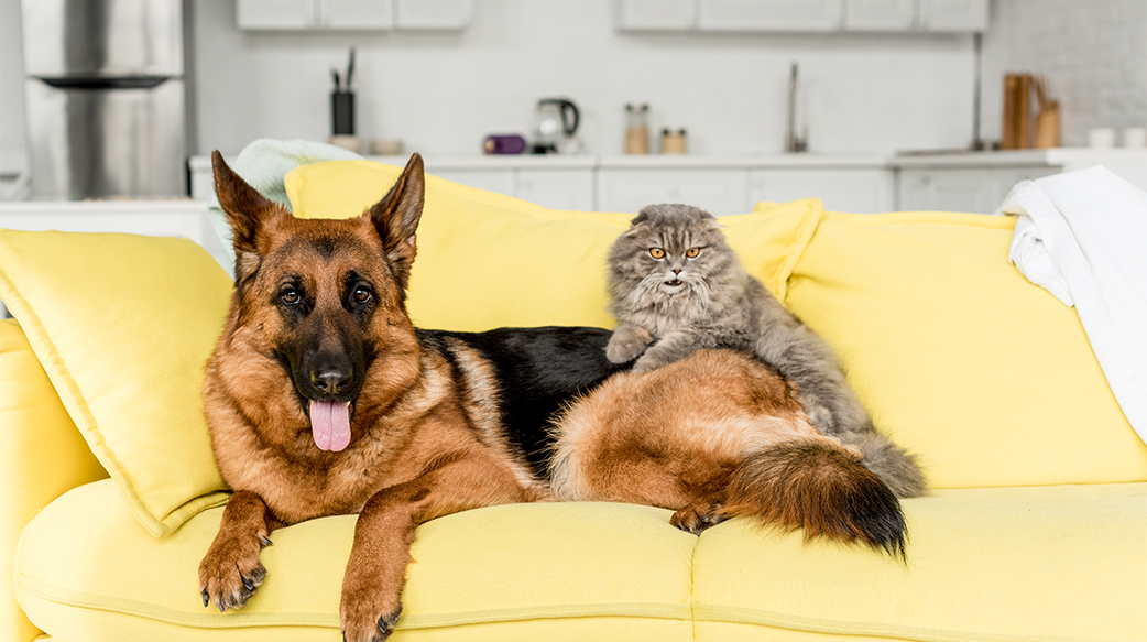 寵物寄生蟲常見傳染途徑