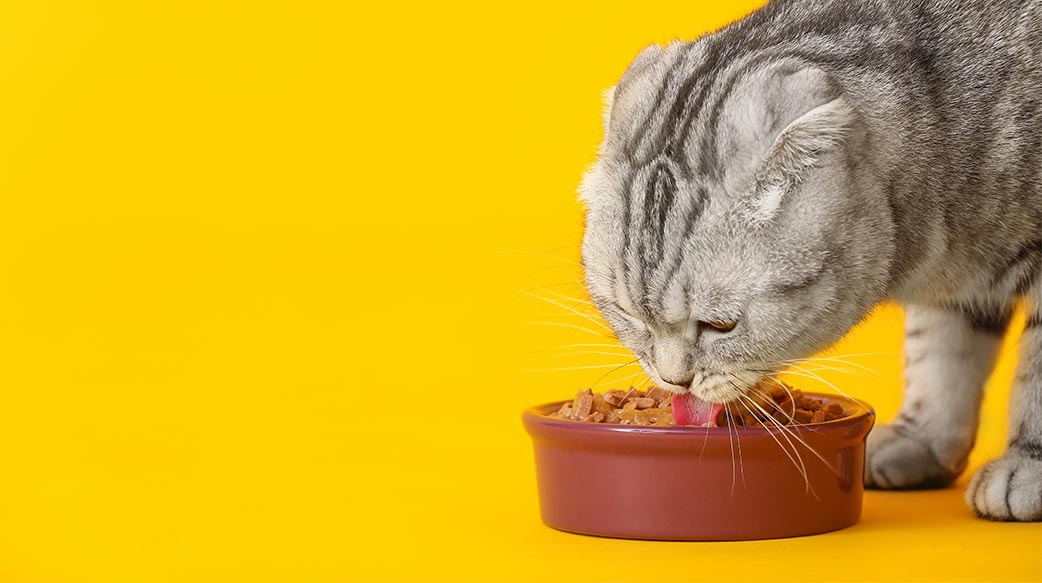 寵物健康與營養領域吸引新一波投資