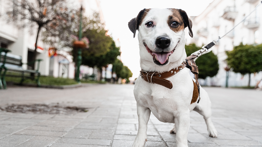 狗狗髖關節保養