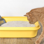 第一次養貓，貓砂該怎麼挑選？