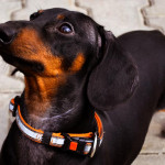 全球首款寵物智慧型手機 PetPhone