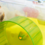 倉鼠飼養基礎教學