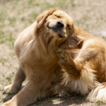 一次看懂狗狗搔癢是跳蚤還是過敏