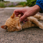 貓咪中暑急救與預防全指南