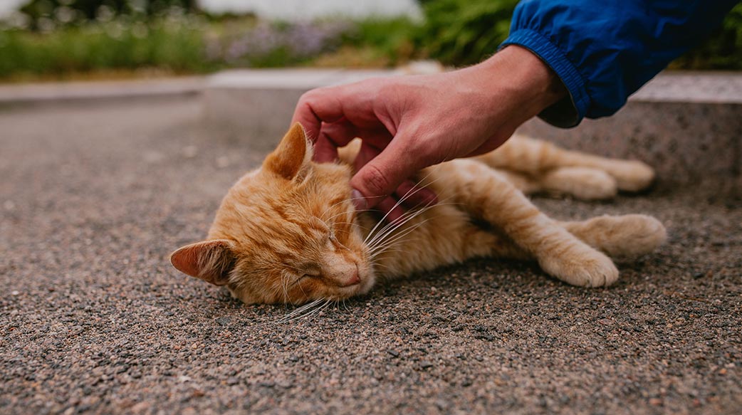 貓咪中暑急救與預防全指南