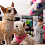 品牌、個人化與信任是寵物食品市場致勝關鍵