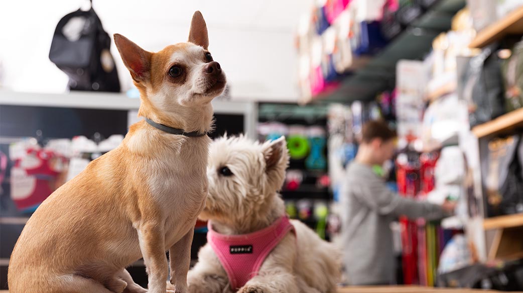 品牌、個人化與信任是寵物食品市場致勝關鍵