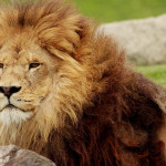 丹麥動物園請民眾捐贈動物來餵獅子