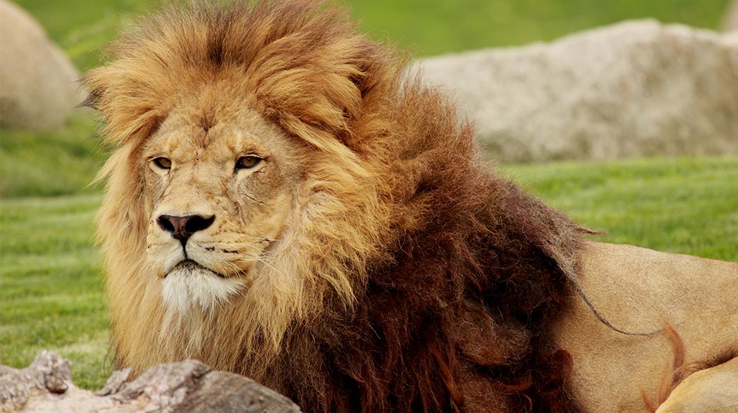 丹麥動物園徵求寵物餵掠食動物引發討論