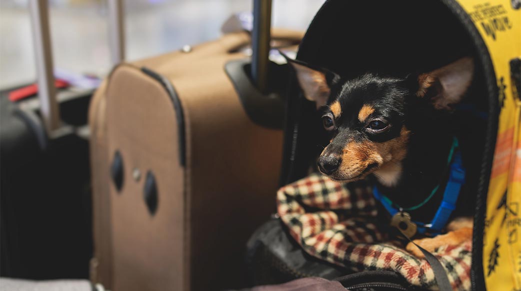 寵物旅行指南