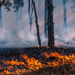 破紀錄熱浪造成歐洲各地多起野火