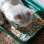 有了珪藻土貓砂，防潮除臭變簡單