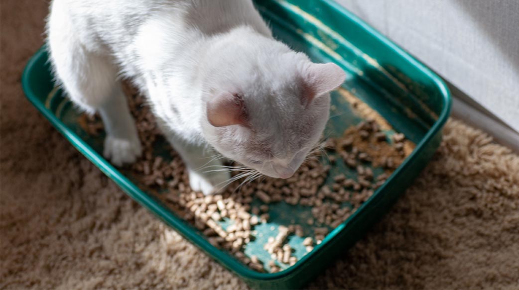 有了珪藻土貓砂，防潮除臭變簡單