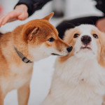 後生元技術為亞洲寵物市場帶來突破