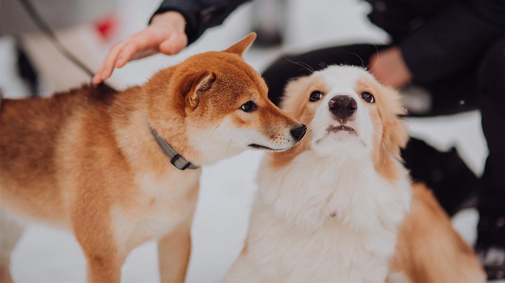 後生元技術為亞洲寵物市場帶來突破