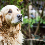 高齡犬營養保健