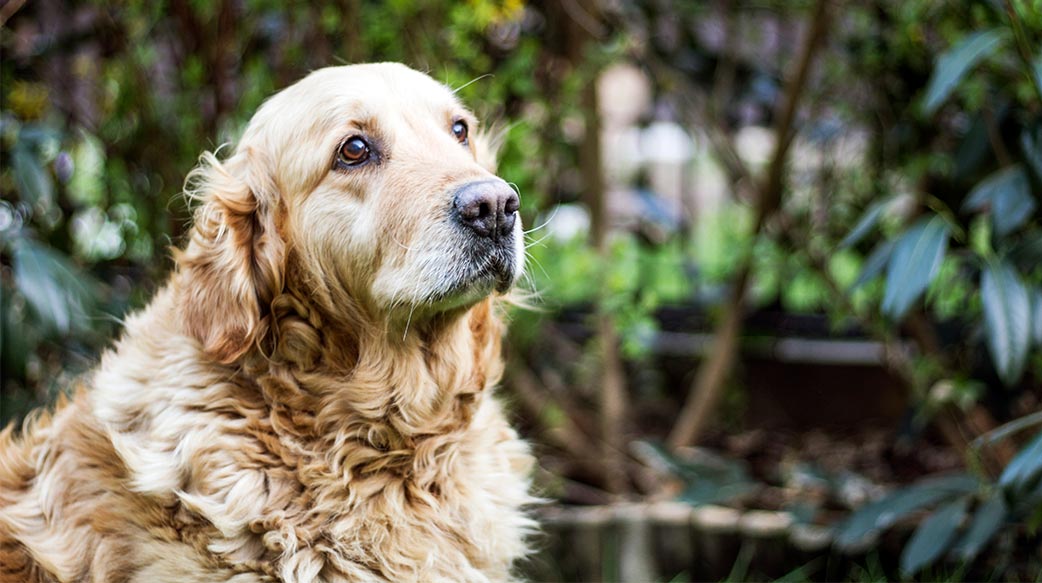 高齡犬營養保健