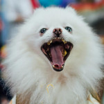 亞洲最大寵物展 2025上海展強勢回歸