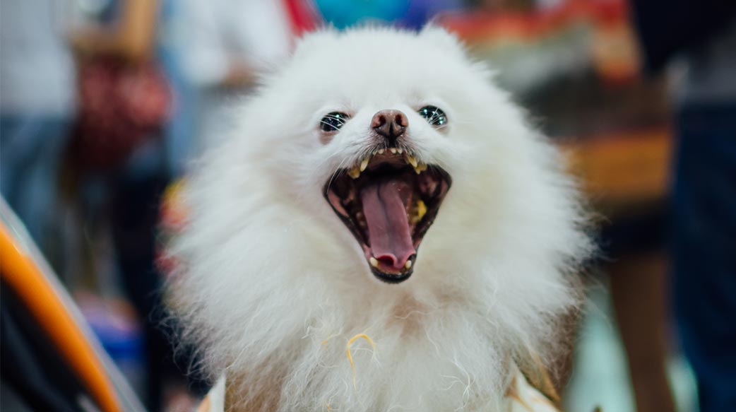 亞洲最大寵物展 2025上海展強勢回歸