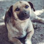 野狗合法在印度漫遊