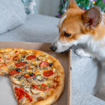 毛孩專屬「狗狗披薩」登場