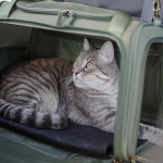 貓咪會暈車嗎？