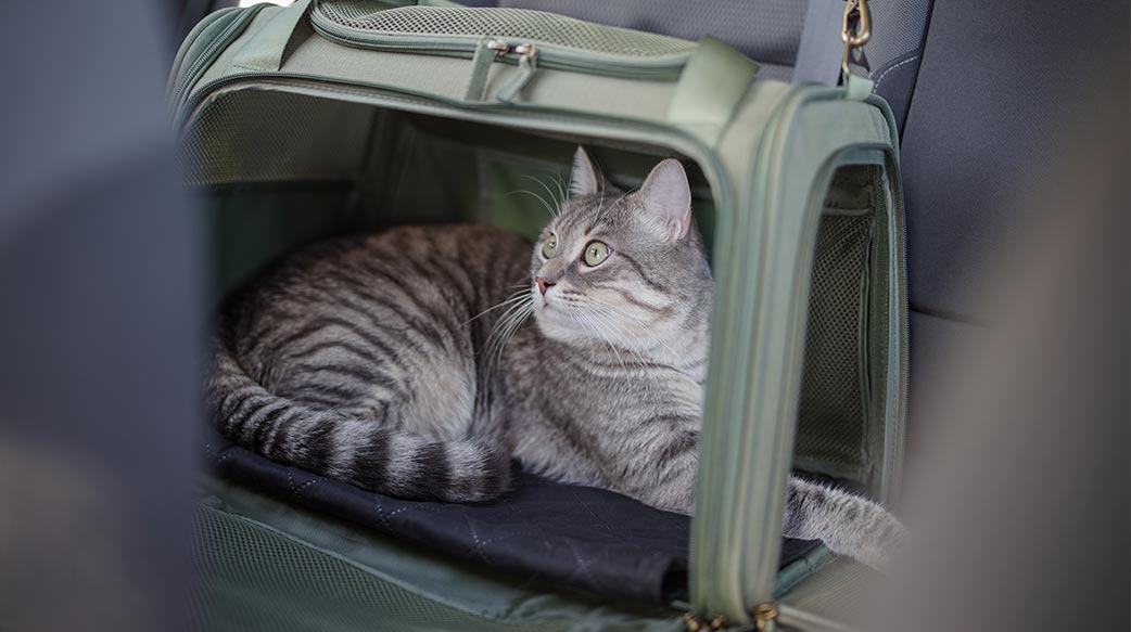 貓咪會暈車嗎？