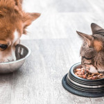 毛孩糧食市場發展