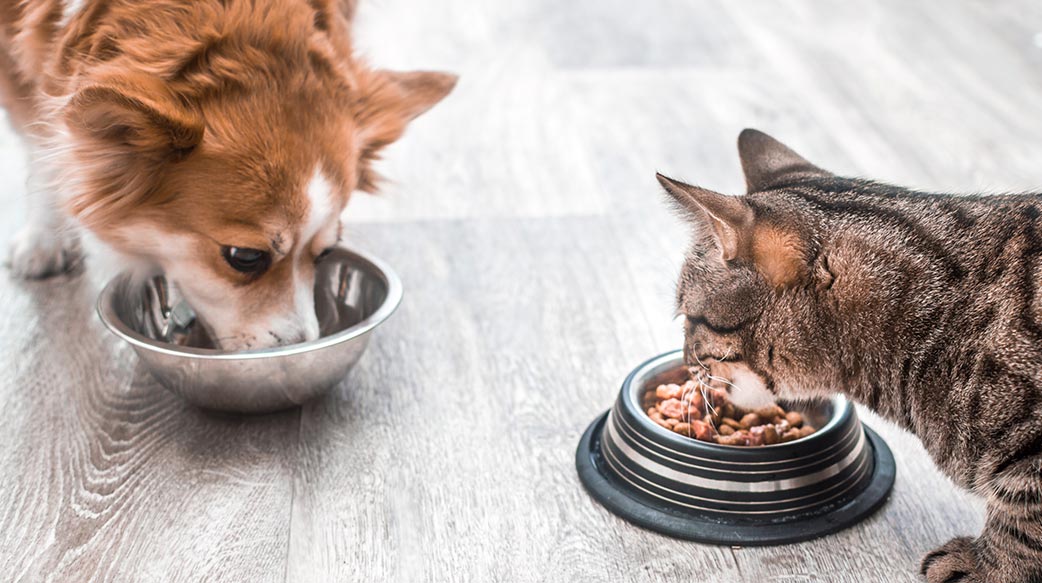 毛孩糧食市場發展