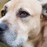 狗狗失智症的照護與管理