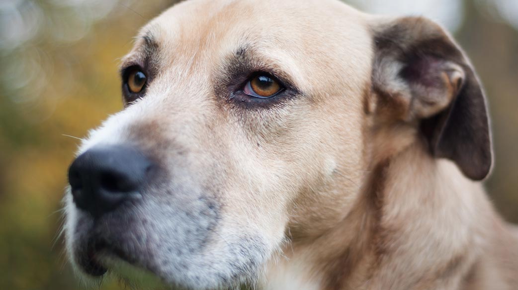 狗狗失智症的照護與管理