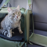 預防貓咪暈車實用指南