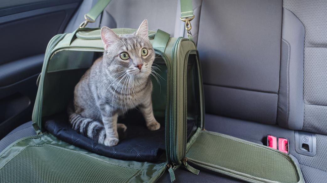 預防貓咪暈車實用指南