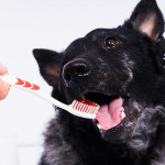 創新潔牙粉產品引領寵物牙齒護理新趨勢