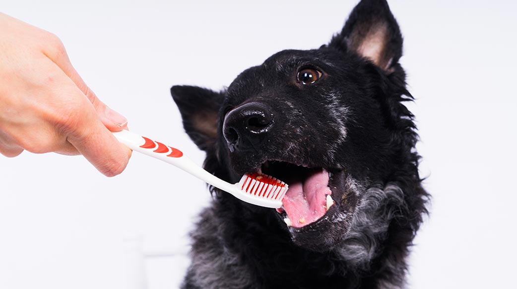 創新潔牙粉產品引領寵物牙齒護理新趨勢