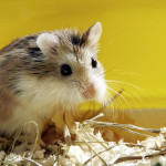 遇到棄養倉鼠？請依正確6步驟處理