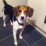 美國寵物物價持續創高點