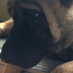 狗狗秋冬過敏症狀