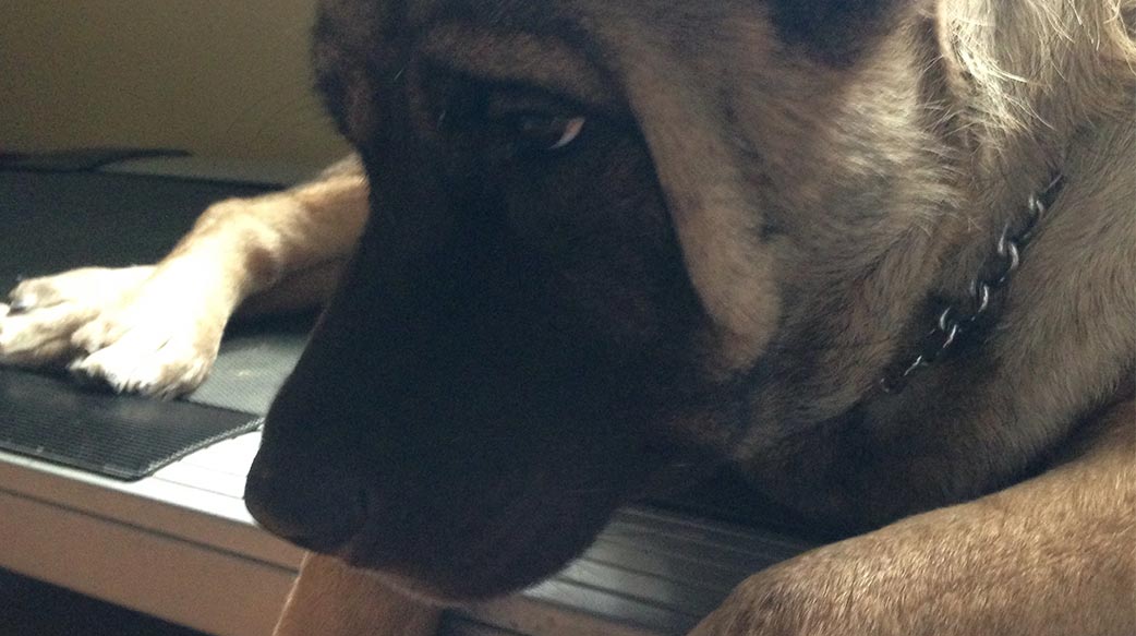 狗狗秋冬過敏症狀