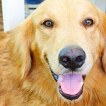 寵物產業新趨勢：從陪伴到療癒