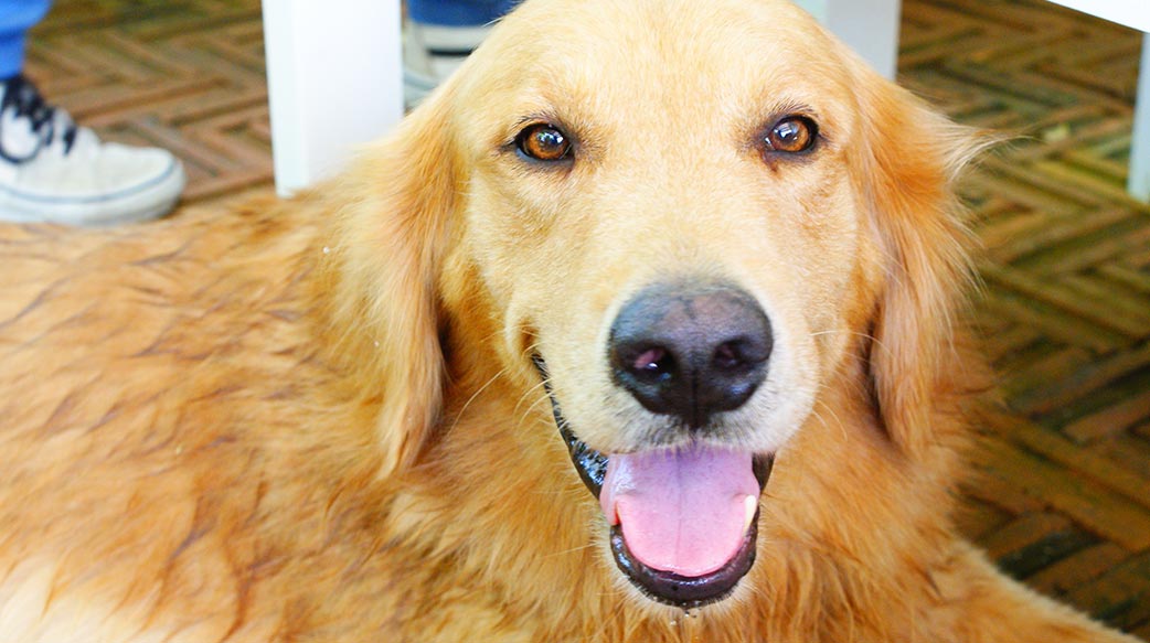 寵物產業新趨勢：從陪伴到療癒