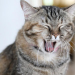 貓咪打嗝是正常現象嗎？