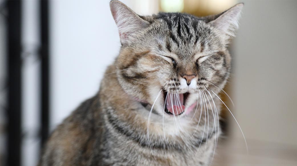 貓咪打嗝是正常現象嗎？