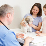 中國年輕人寧養寵物不生子