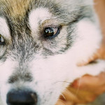 狗狗眼睛分泌物治療與預防全指南