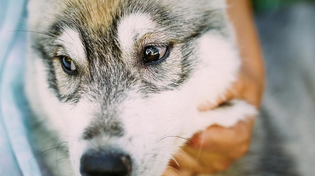 狗狗眼睛分泌物治療與預防全指南