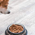 寵物飼料永續策略關鍵
