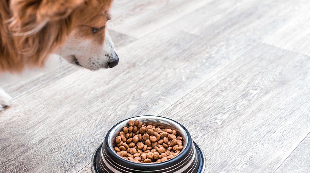 寵物飼料永續策略關鍵
