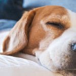 中國寵物產業爆發成長