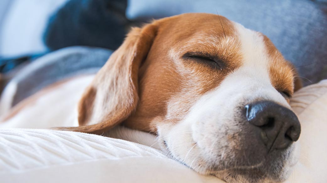 中國寵物產業爆發成長